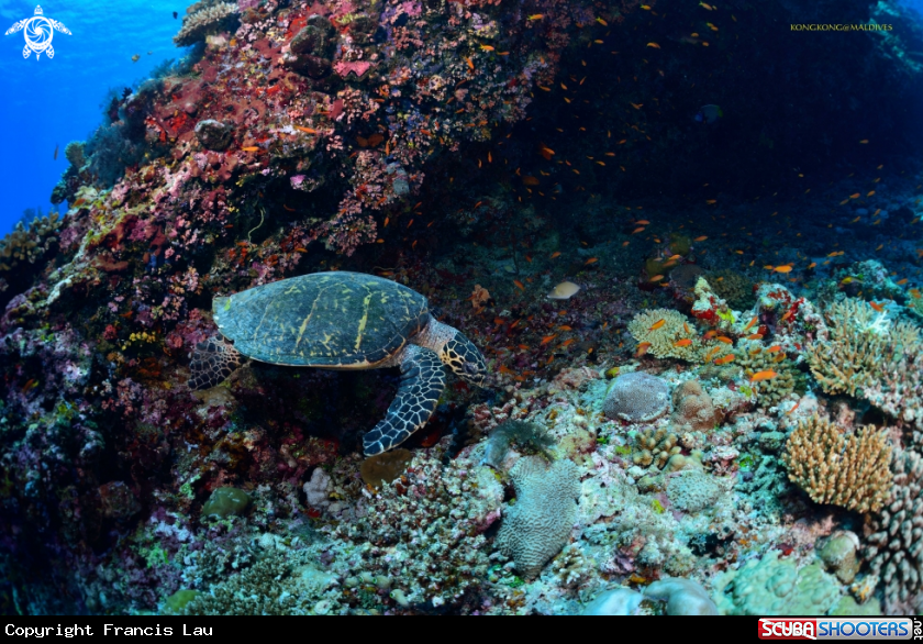A Green Turtle