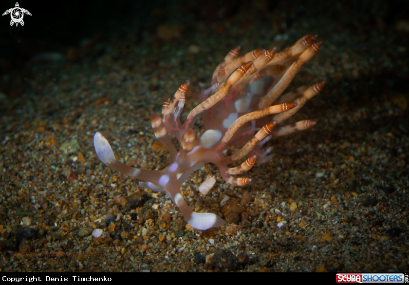 A NUDIBRANCH
