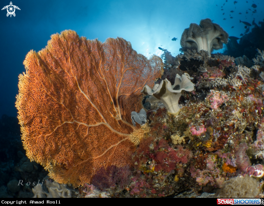 A Sea Fan