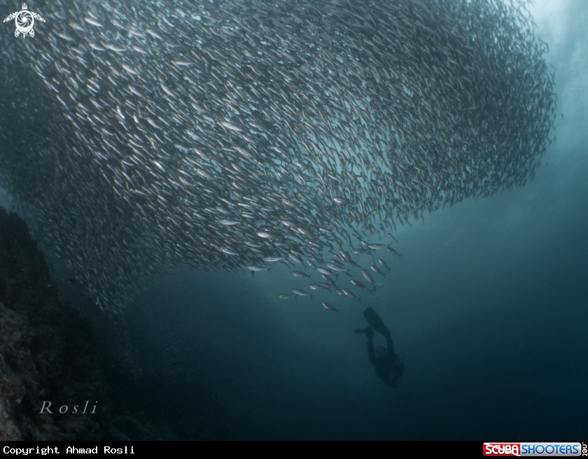 A Sardine
