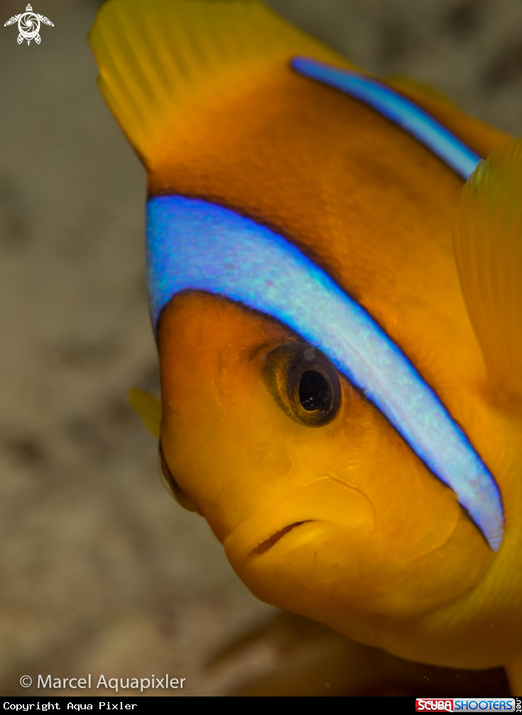 A Clown Fish