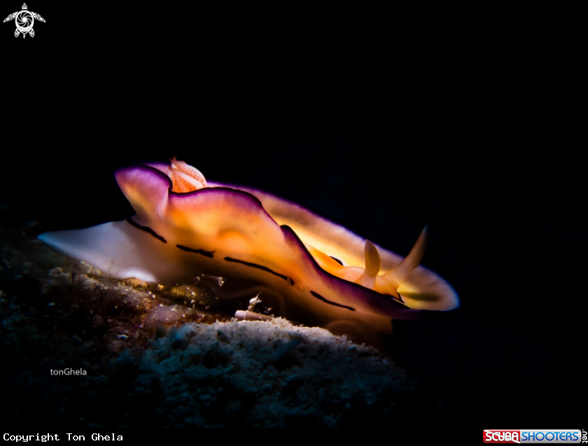 A Nudibranch