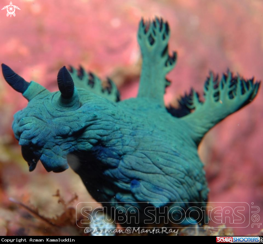 A underwater creature