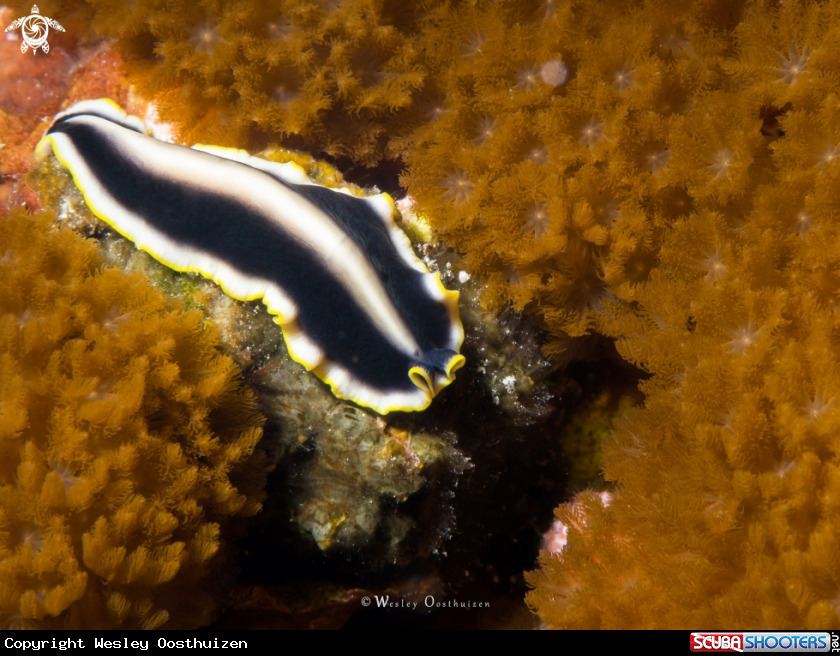 A Goldrim flatworm