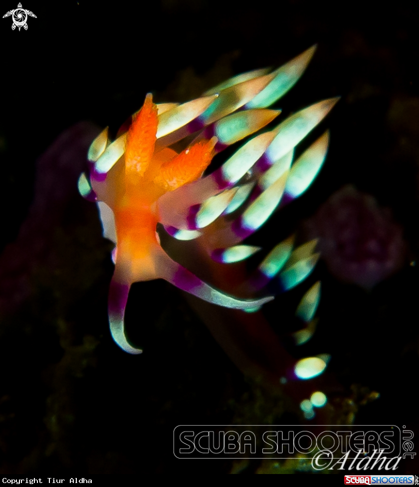 A Flabellina sp.