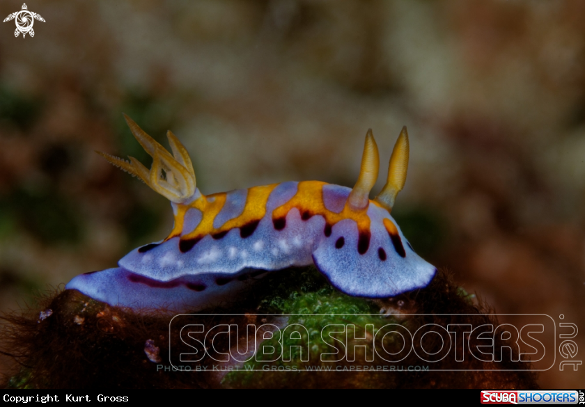 A Nudibranche