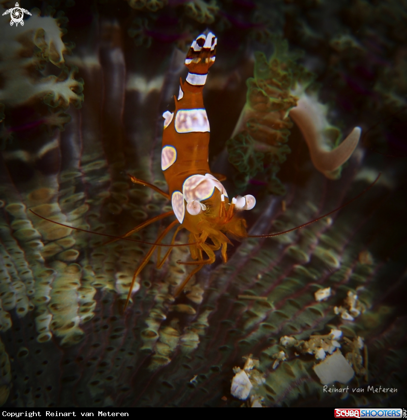 A squat shrimp