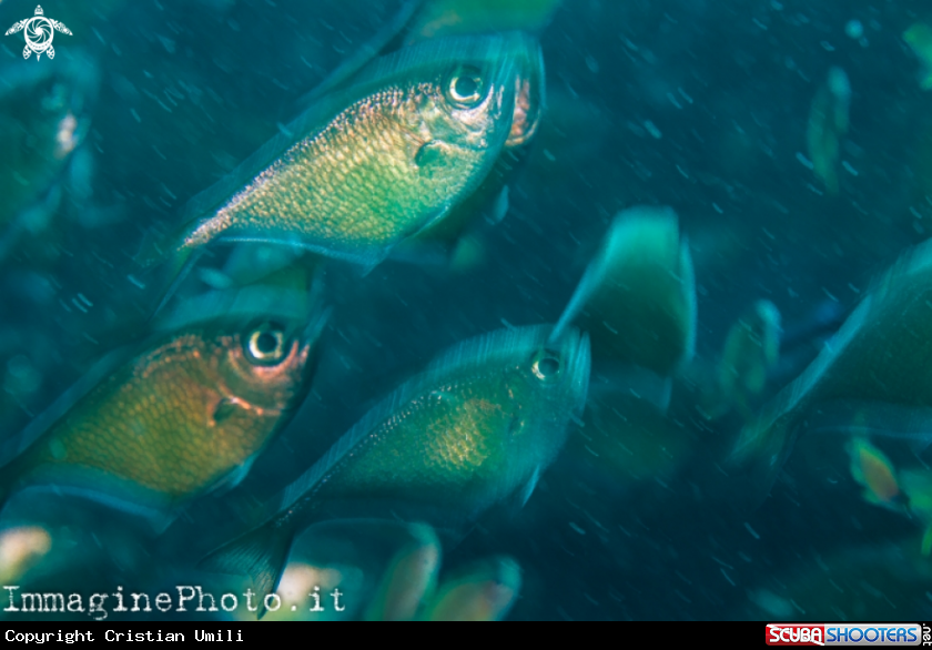 A Glass fish