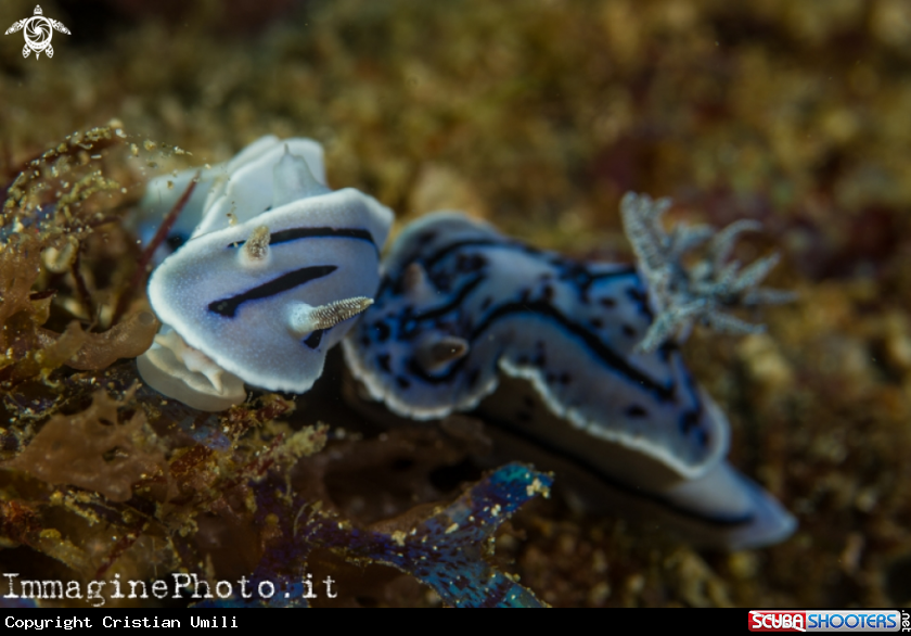 A Nudibranch