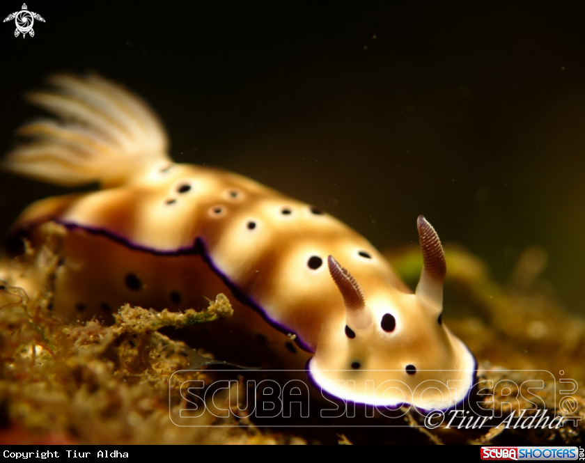 A underwater creature