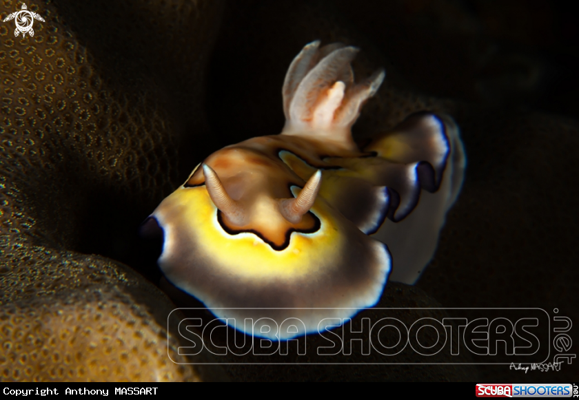A Nudi