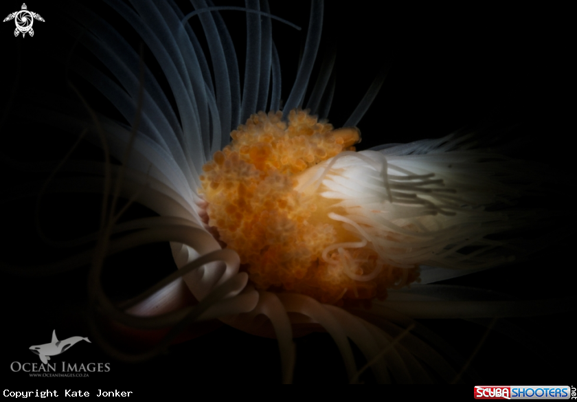 A Tubular Hydroid
