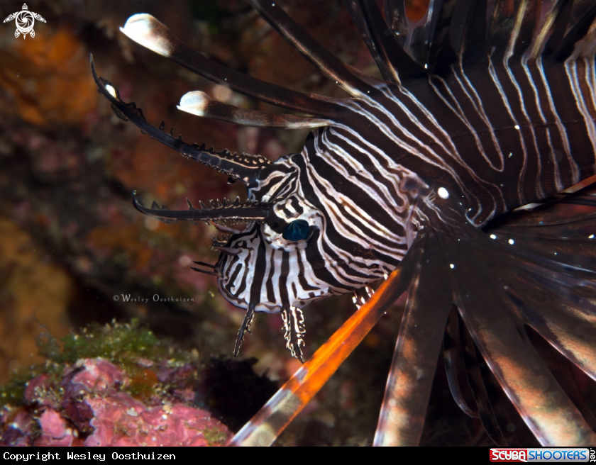 A Lionfish