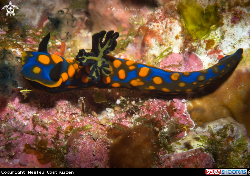 A Tambja sagamiana nudibranch