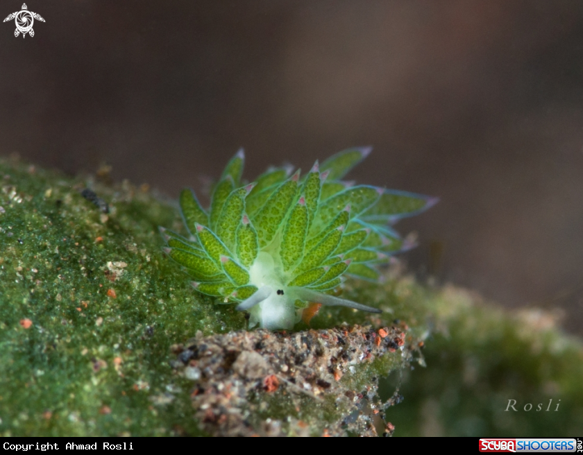 A Costasiella Kuroshimae Sheep Nudibranch