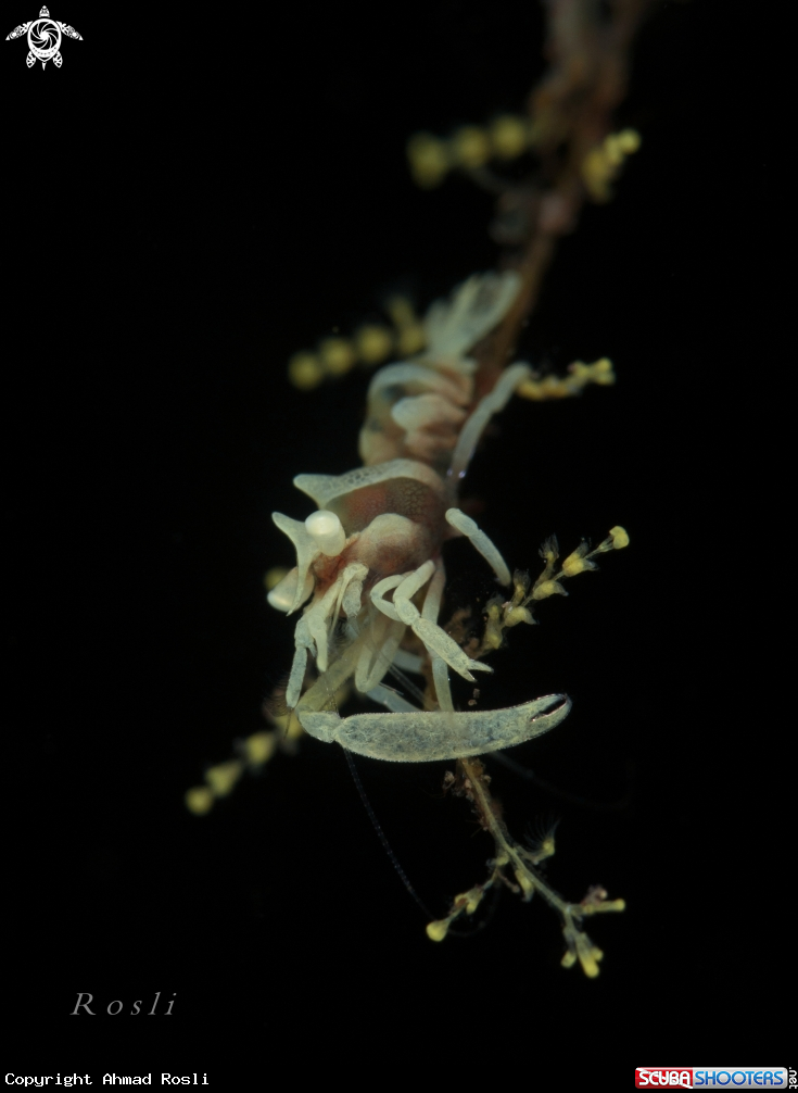 A Whip Coral Shrimp