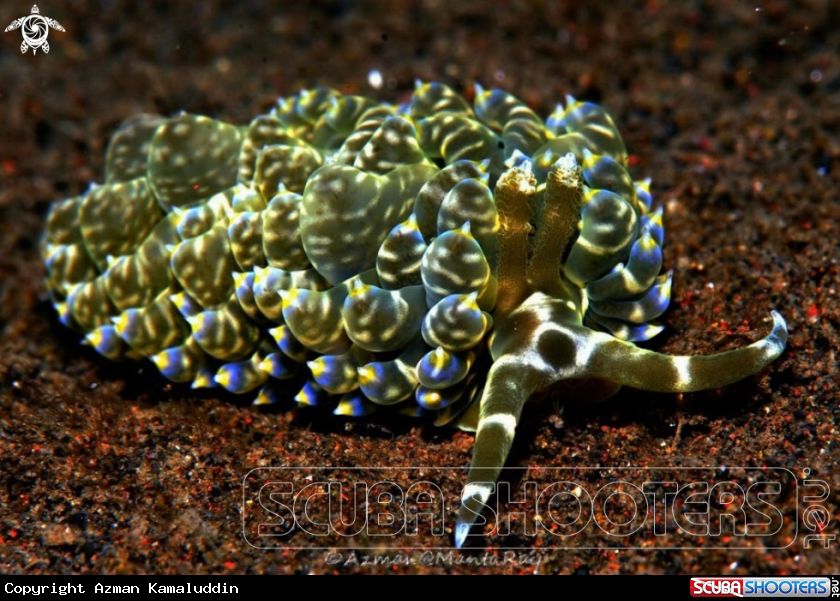 A underwater creature