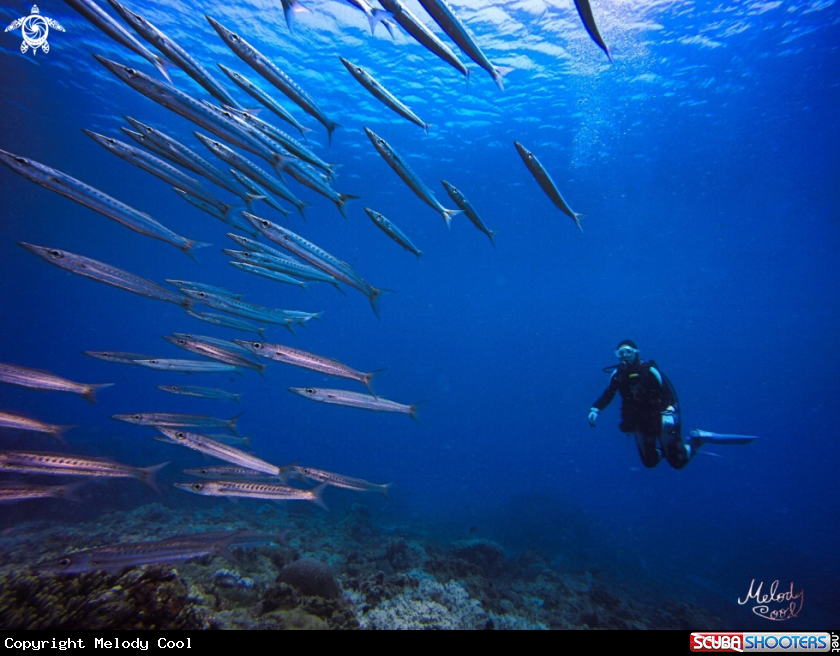 A Barracuda 