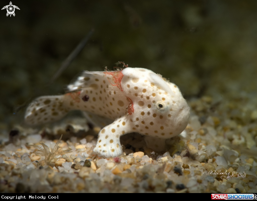 A Frogfish