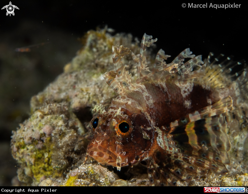 A Shortfin Dwarf Lionfish