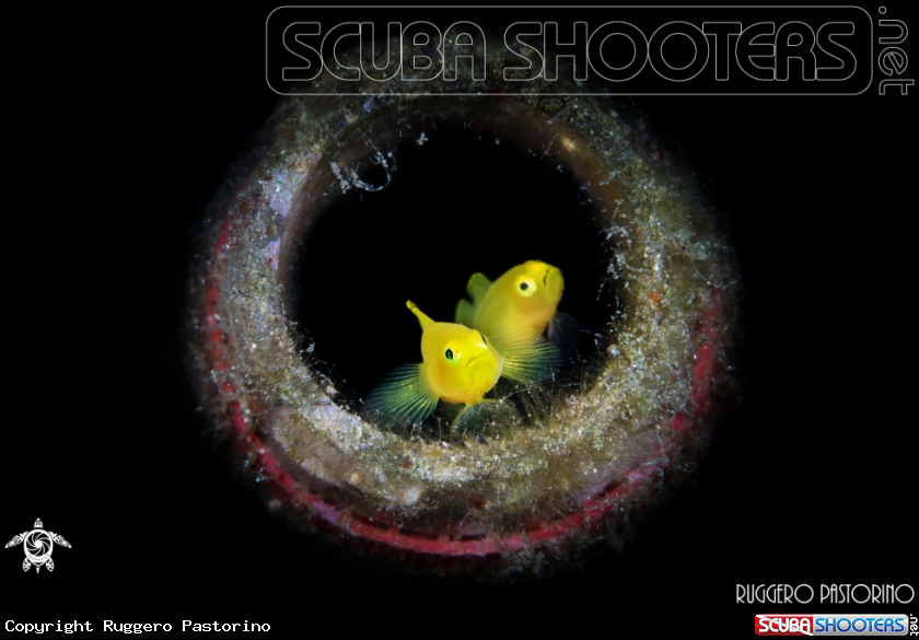 A Yellow goby