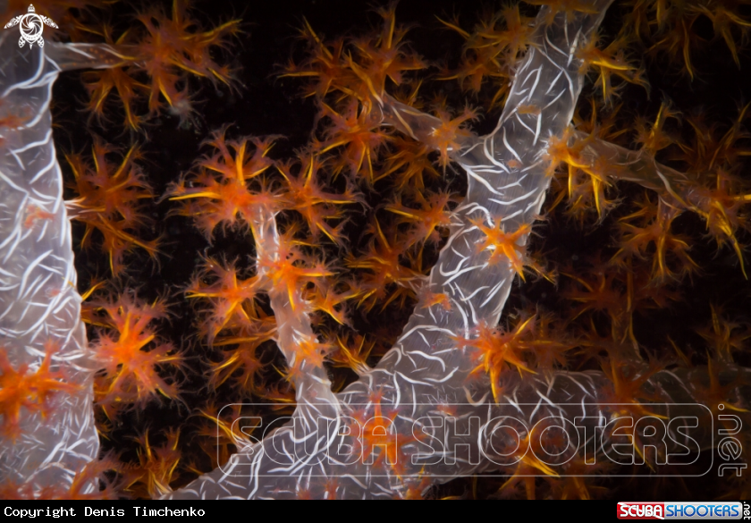 A Coral polyps 
