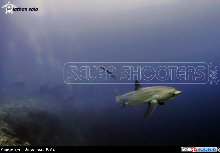 A Thresher Shark