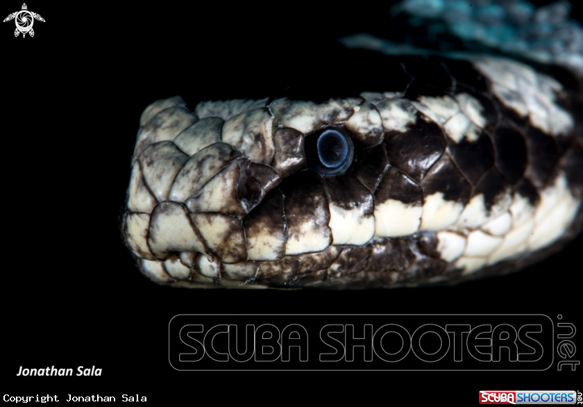 A Banded Sea Snake