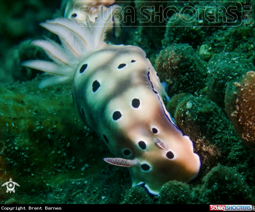 A Nudibranch