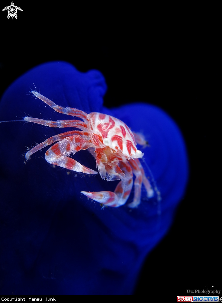 A Forceline crab