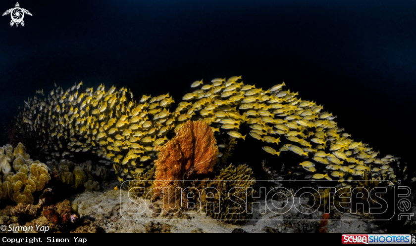 A Yellow Snappers
