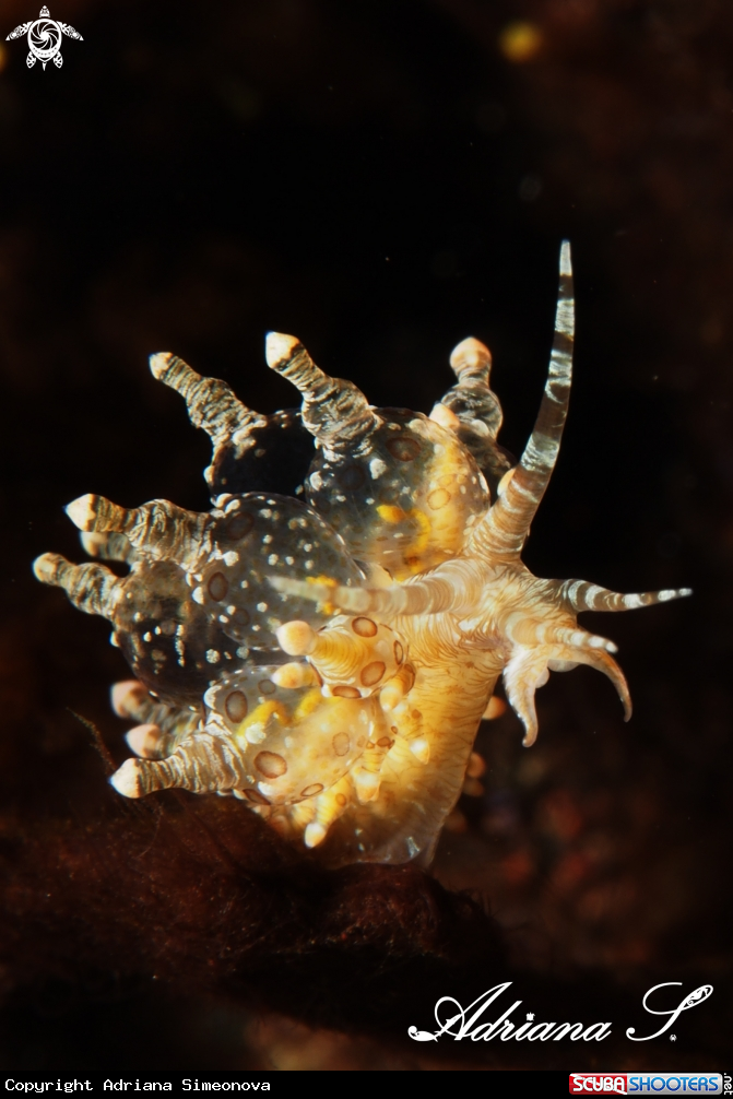 A Nudibranch