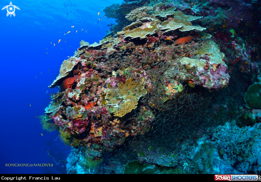 A Groupers hunting