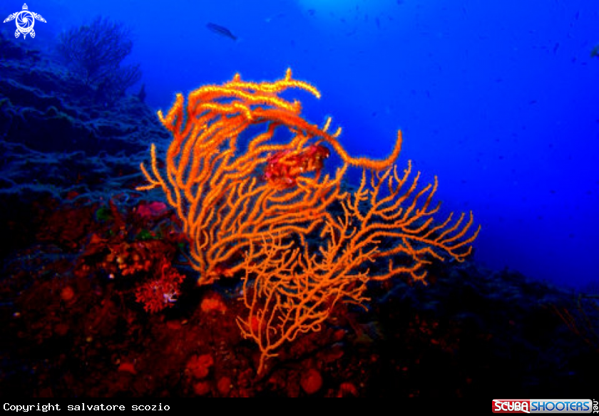 A underwater creature