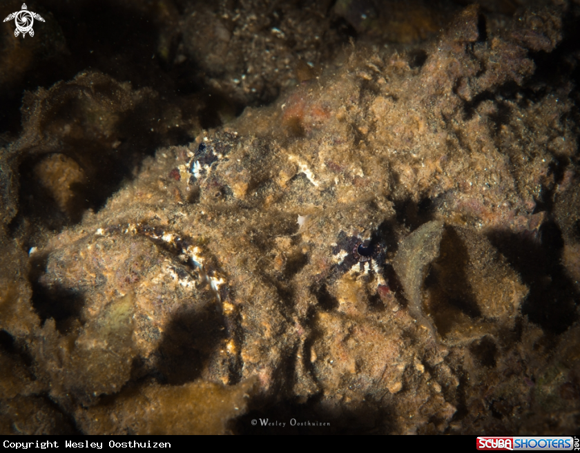 A Stonefish