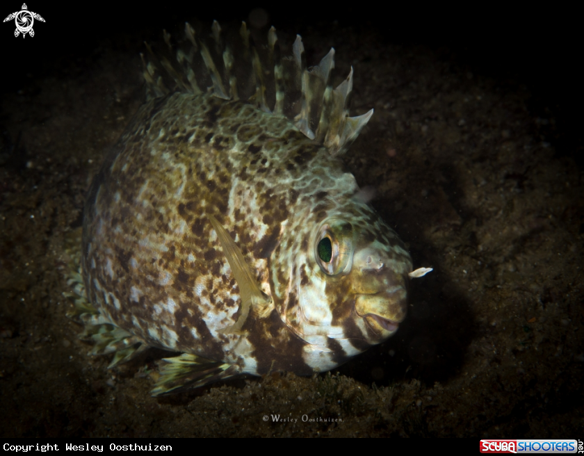 A Rabbitfish