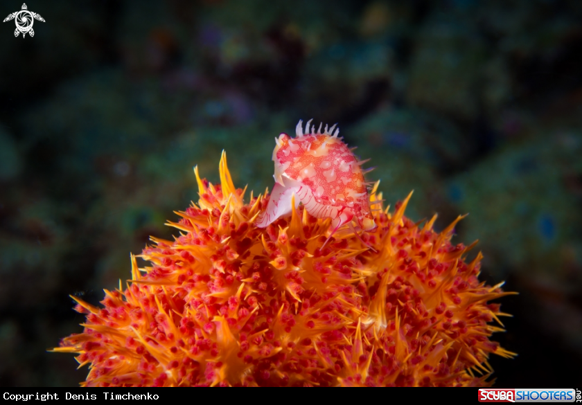 A COWRY