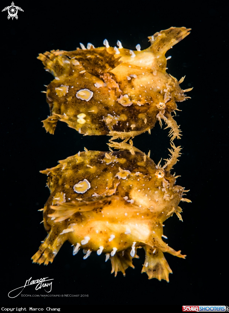 A frogfish