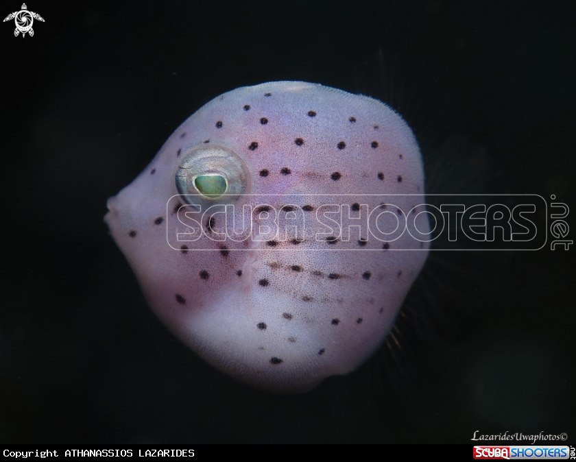 A Juvenile File fish