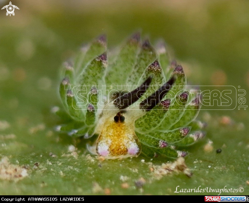 A Leaf sheep nudibranch