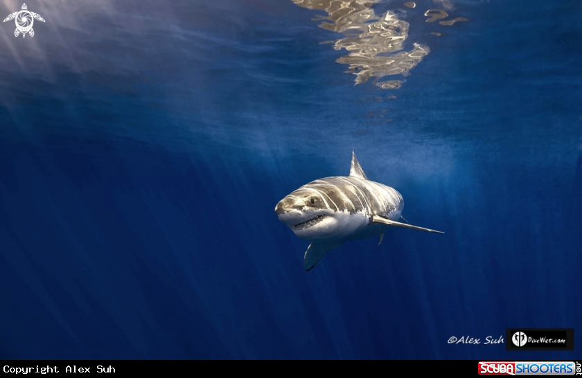 A Great White Shark