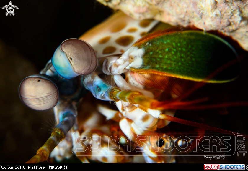 A mantis