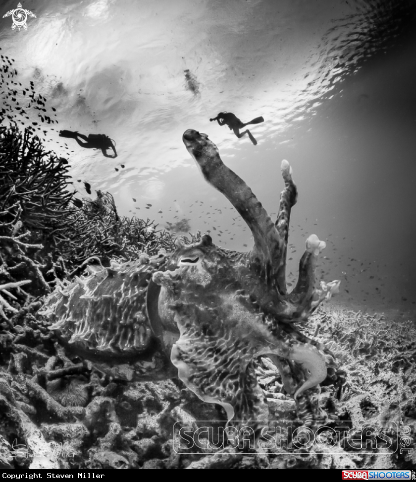 A Cuttlefish