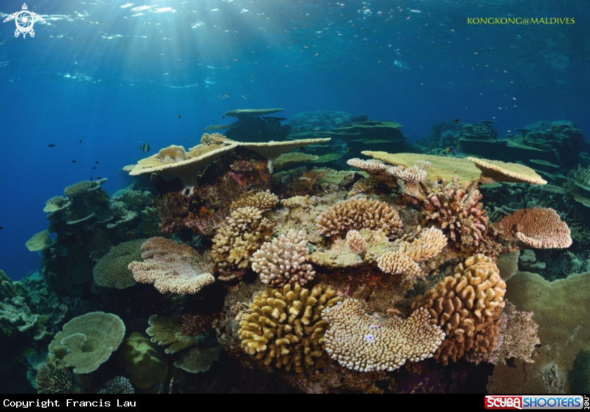 A Beautiful Coral Garden
