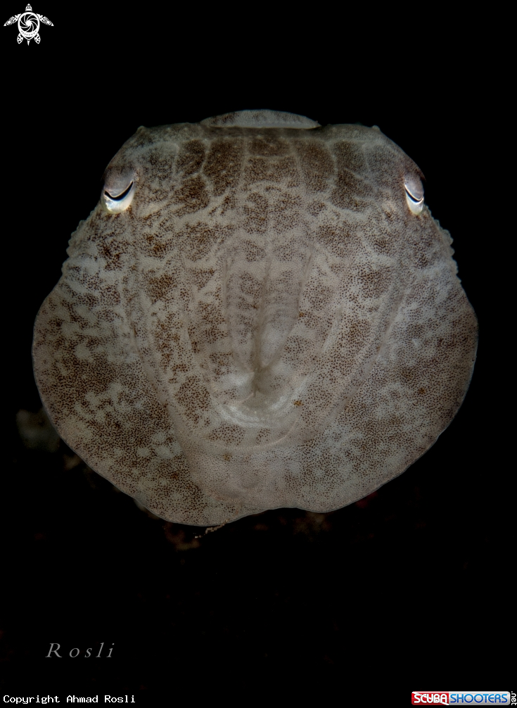 A Cuttlefish