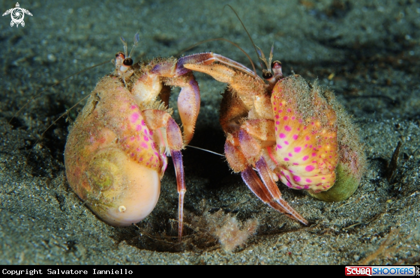 A underwater creature