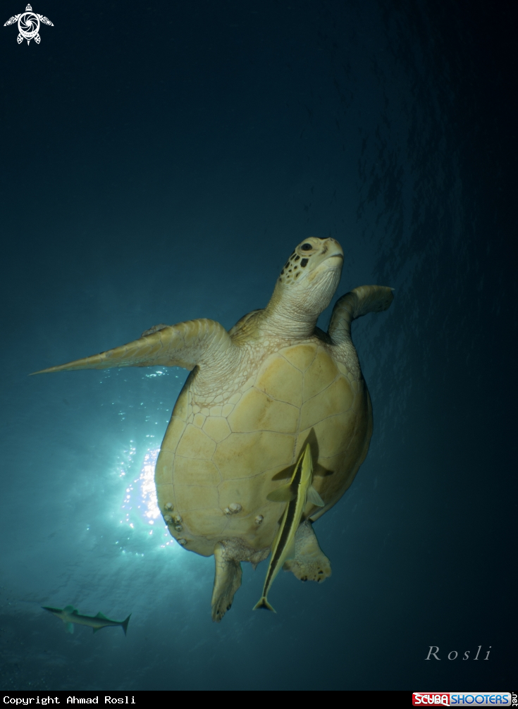 A Turtle