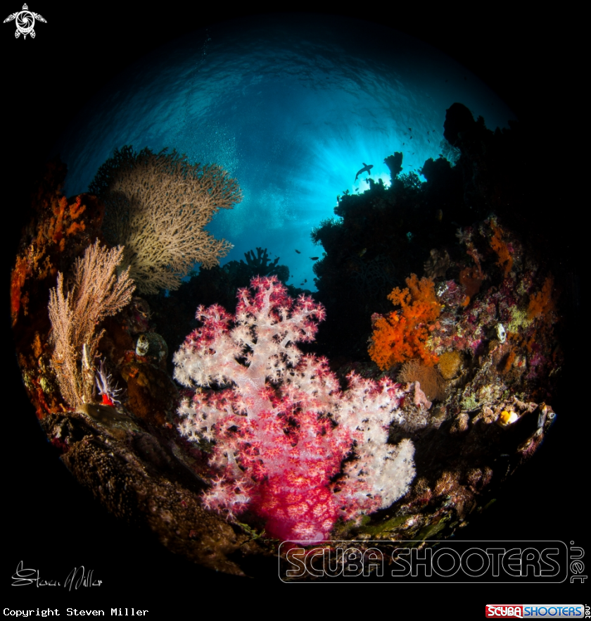 A Soft coral