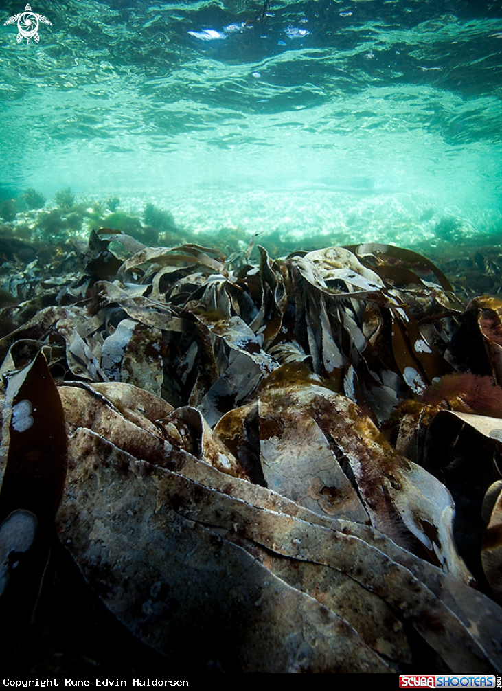 A Kelp