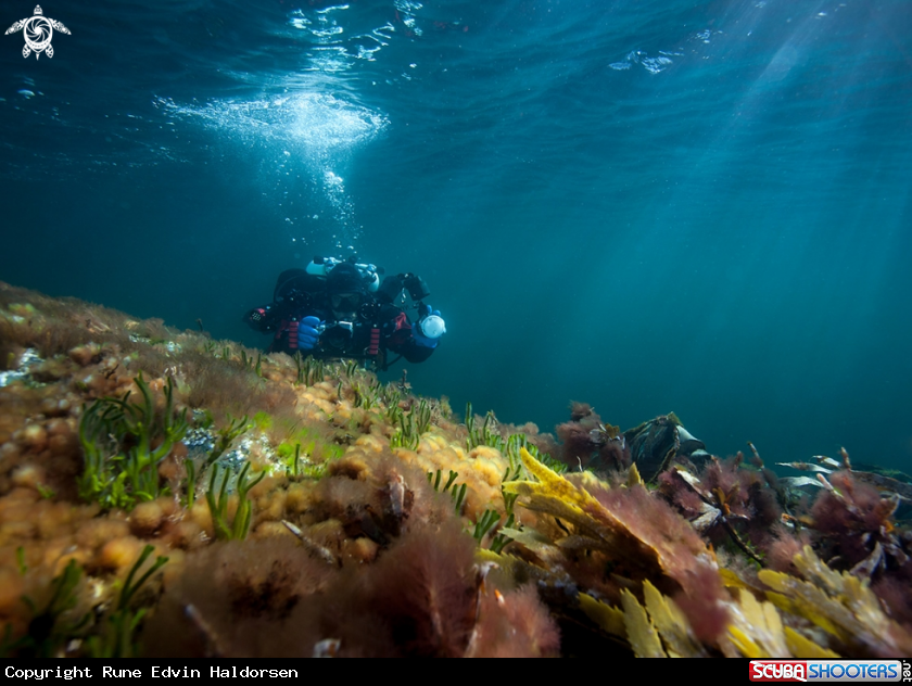A Diver